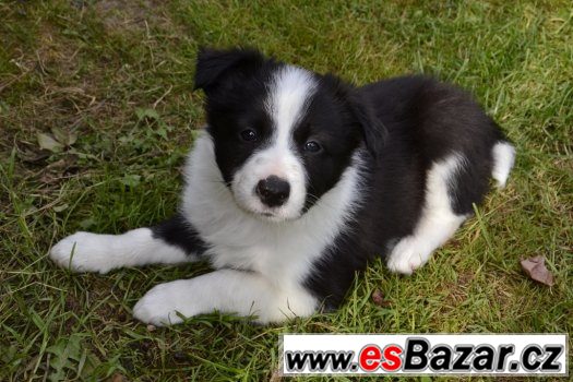 Prodám čistokrevná štěnata Border kolie – fotografie 5