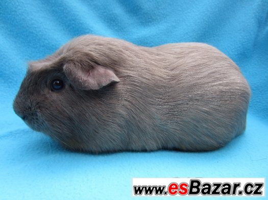 Morče crested - krásní kluci – fotografie 2