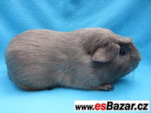 Morče crested - krásní kluci – fotografie 3