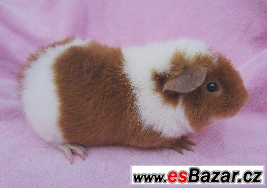 Morče US Teddy s PP – fotografie 1