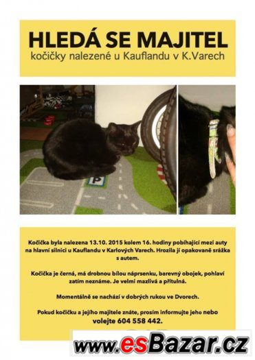 Nalezená kočka/kocour - Karlovy Vary – fotografie 1