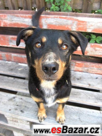 Daffy - kříženec - hledá domov – fotografie 1