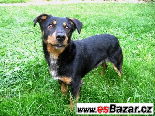 Daffy - kříženec - hledá domov – fotografie 2