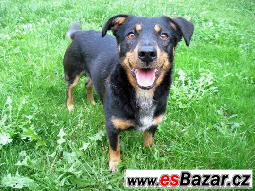 Daffy - kříženec - hledá domov – fotografie 4