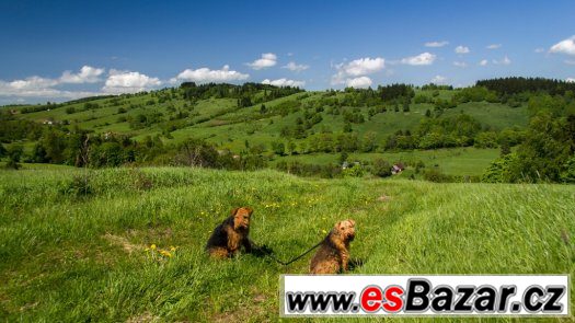 Velšteriér štěňata – fotografie 2