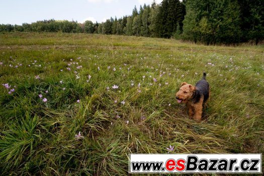 Velšteriér štěňata – fotografie 4