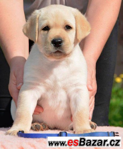 Štěňátko Labradorského retrievera – fotografie 1