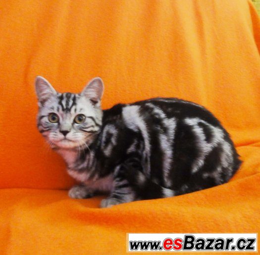 Britský kocourek "Whiskas" – fotografie 1