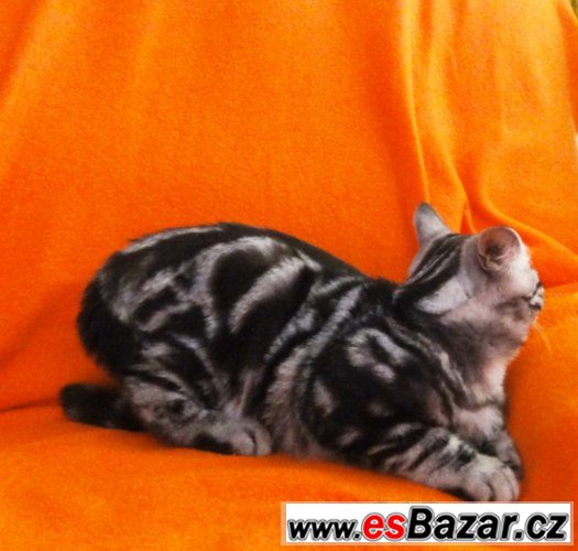 Britský kocourek "Whiskas" – fotografie 2