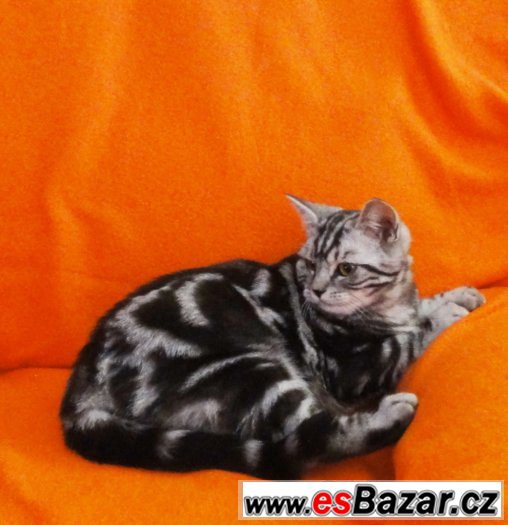 Britský kocourek "Whiskas" – fotografie 3