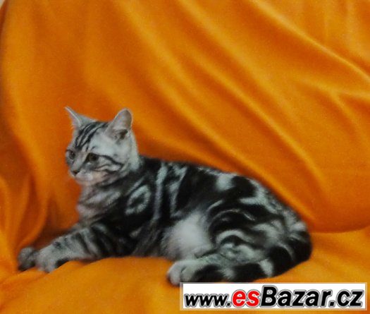 Britský kocourek "Whiskas" – fotografie 4