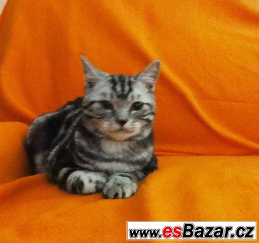 Britský kocourek "Whiskas" – fotografie 5
