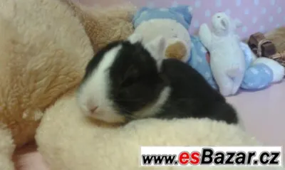 Zakrslí králíčci-kříženci