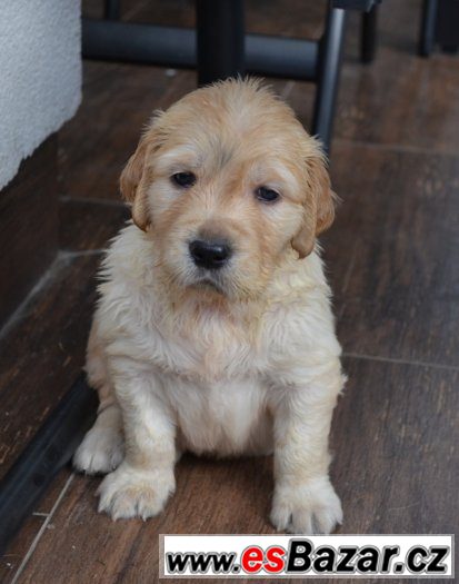 Zlatý Retriever – volná štěňátka (pejsci + fenečka) – fotografie 3