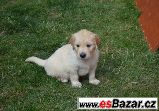 Zlatý Retriever – volná štěňátka (pejsci + fenečka) – fotografie 5