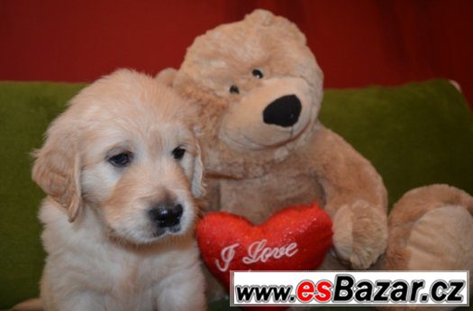 Zlatý Retriever – volní pejsci – fotografie 3