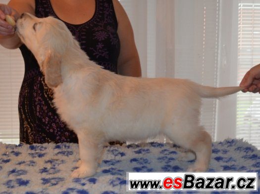 Zlatý retriever - pejsci s PP k odběru – fotografie 4