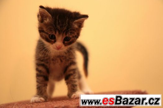 Roztomilá koťátka hledají nový domov I – fotografie 3