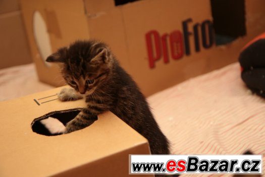 Roztomilá koťátka hledají nový domov II – fotografie 3