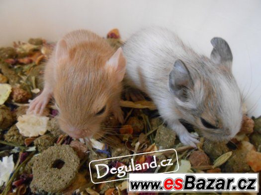 Barevný osmák degu | Deguland – fotografie 1