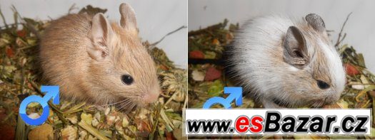 Osmák degu - Dva barevní kluci – fotografie 1