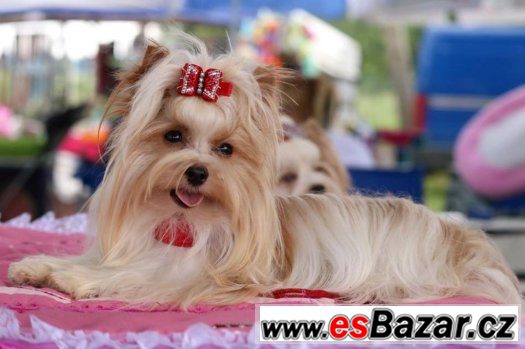 GOLDDUST YORKSHIRE TERRIER- S PP-štěňata k zadání – fotografie 1