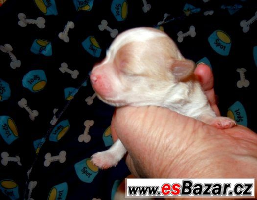 GOLDDUST YORKSHIRE TERRIER- S PP-štěňata k zadání – fotografie 3