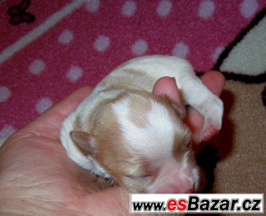 GOLDDUST YORKSHIRE TERRIER- S PP-štěňata k zadání – fotografie 4