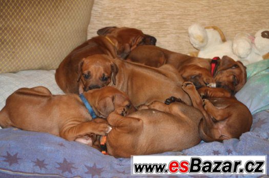 Rhodesian Ridgeback s PP – fotografie 1