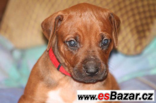 Rhodesian Ridgeback s PP – fotografie 3