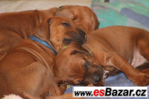 Rhodesian Ridgeback s PP – fotografie 4