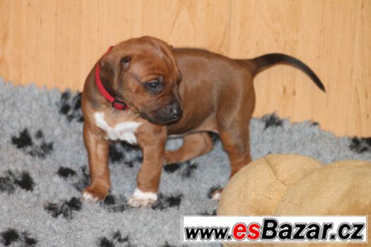 Rhodesian Ridgeback s PP – fotografie 5