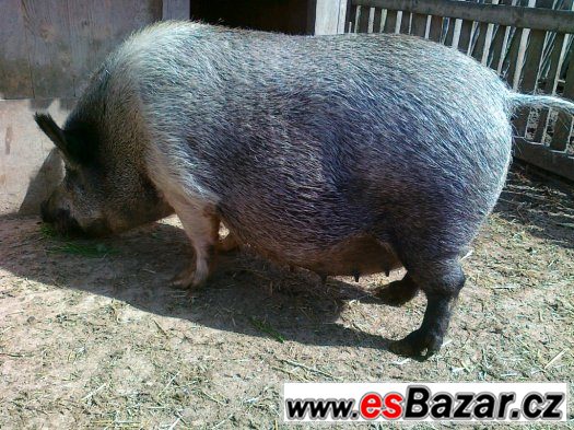 SELATA Z OPAKOVANÉHO KŘÍŽENÍ ZADÁME – fotografie 5