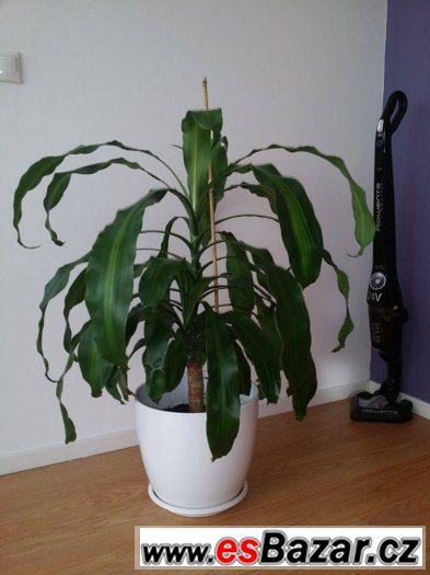 Palma Dracena – fotografie 1