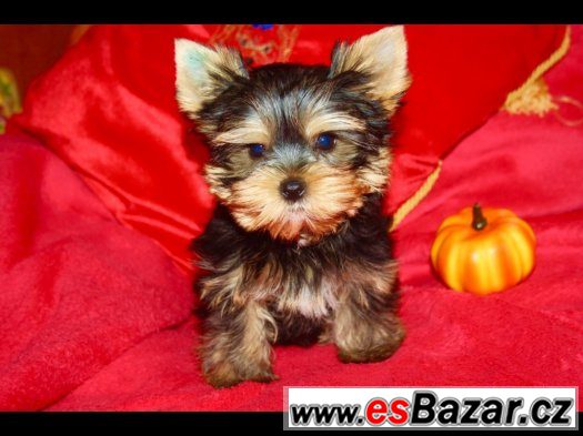 Jorkšírskÿ teriér s PP – fotografie 1