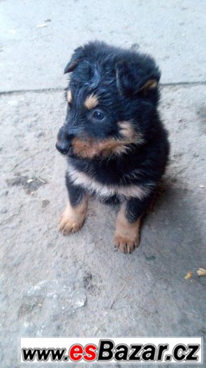 Německý ovčák+Beauceron – fotografie 1