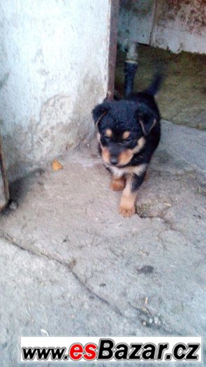 Německý ovčák+Beauceron – fotografie 3