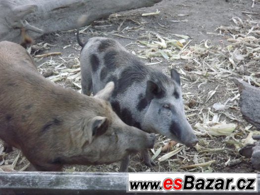 2 bachyně v březí – fotografie 1