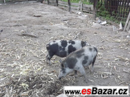 2 bachyně v březí – fotografie 2