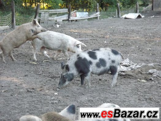 2 bachyně v březí – fotografie 3
