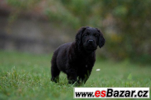 Hovawart s PP – fotografie 3
