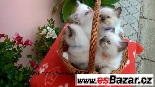 Rezervace koťátek Ragdoll s PP – fotografie 1