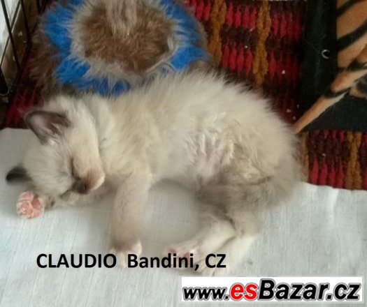 Rezervace koťátek Ragdoll s PP – fotografie 2