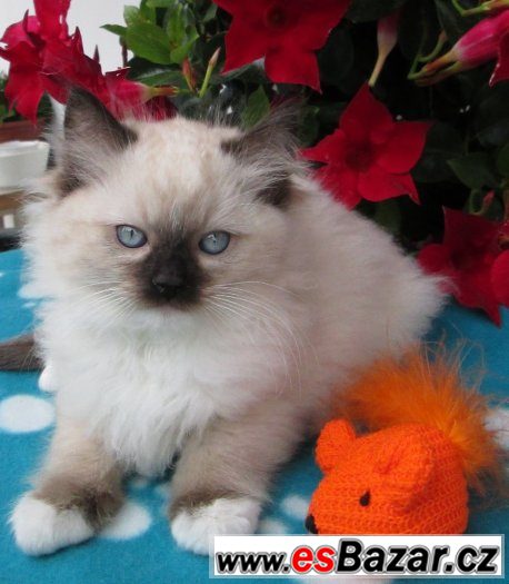Prodej RAGDOLL KOŤÁTEK  s PP – fotografie 4
