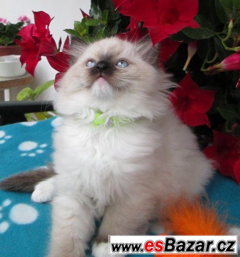Prodej RAGDOLL KOŤÁTEK  s PP – fotografie 5