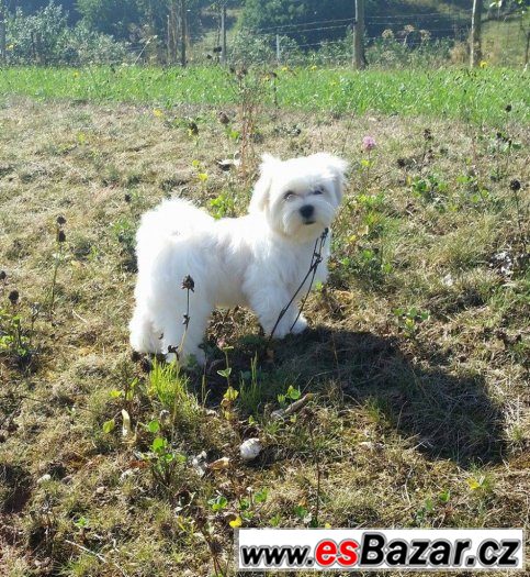 Maltézský chlapeček Prince Charming hledá milující rodinu... – fotografie 1