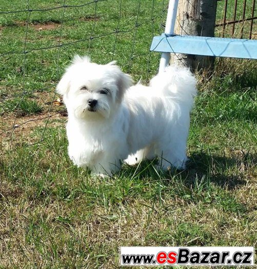 Maltézský chlapeček Prince Charming hledá milující rodinu... – fotografie 3