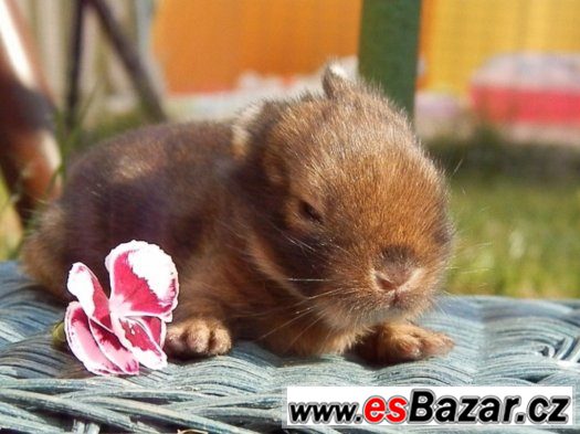 Zakrslý králík, králíček teddy – fotografie 1