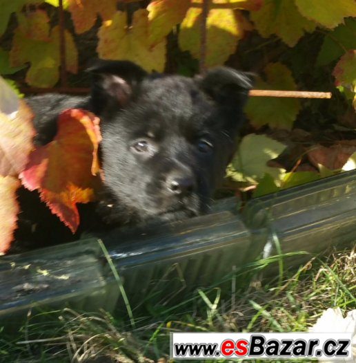 Nemecky ovcak s Pp fenky – fotografie 3