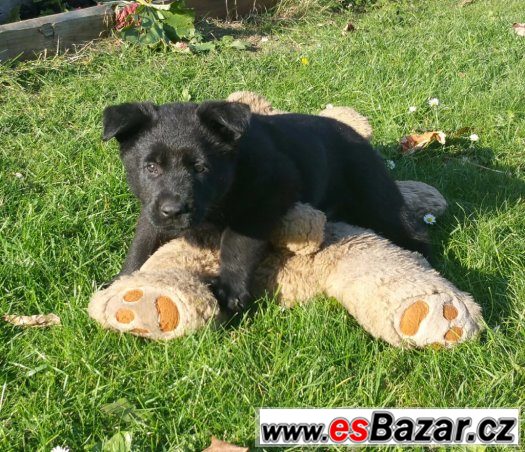 Nemecky ovcak s Pp fenky – fotografie 4